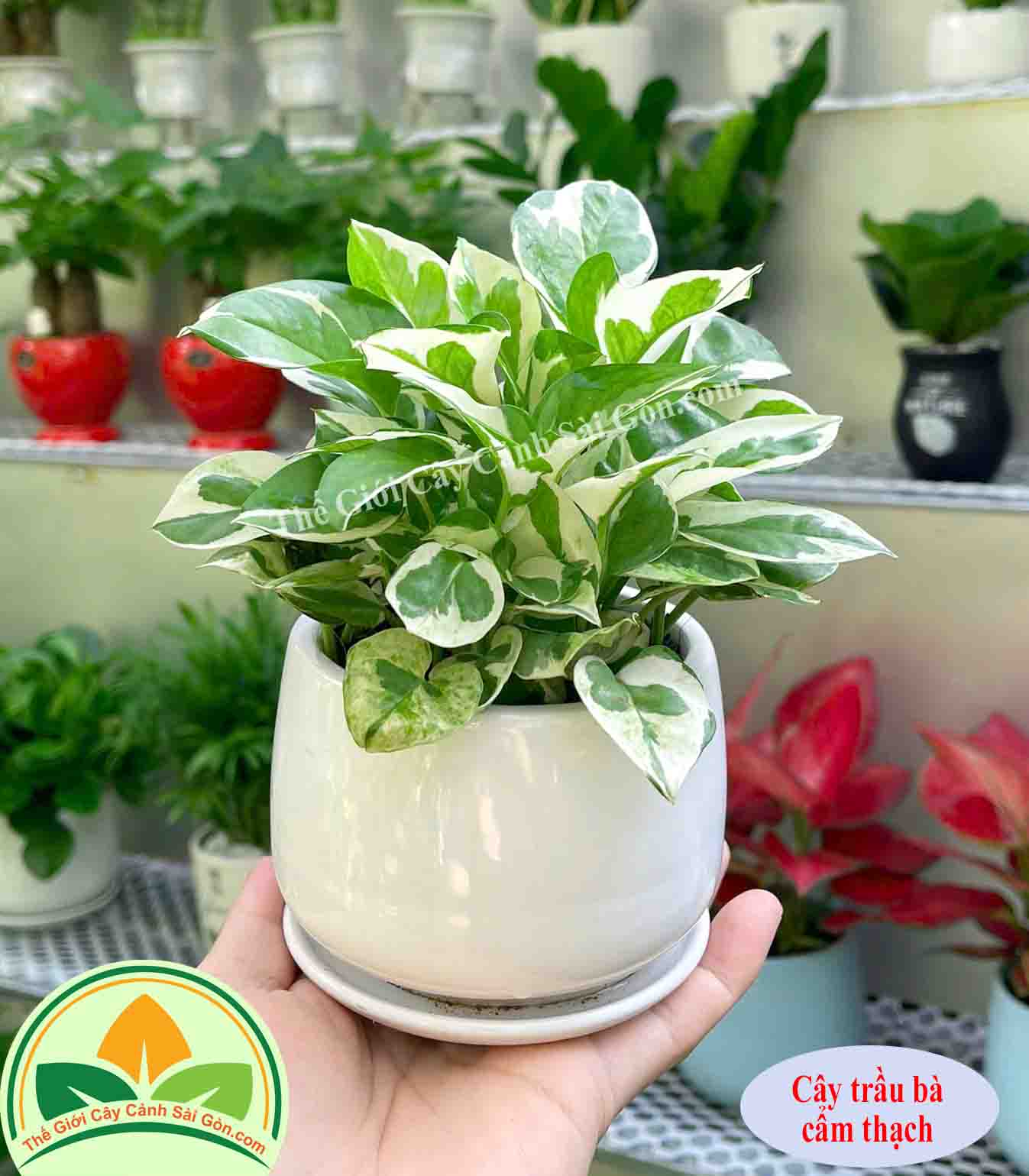 Cây trầu bà để bàn